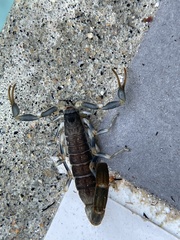 Uroplectes flavoviridis