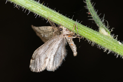 Tephronia codetaria sicula