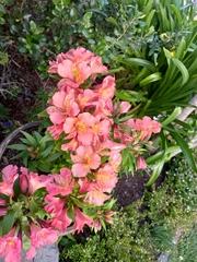 Alstroemeriaceae