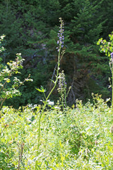 Delphinium × occidentale