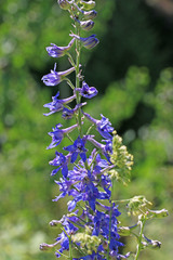 Delphinium × occidentale