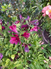 Alstroemeriaceae