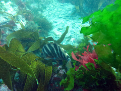 Chirodactylus spectabilis