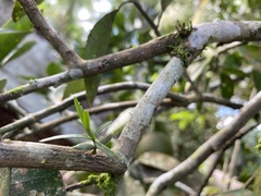 Struthanthus orbicularis