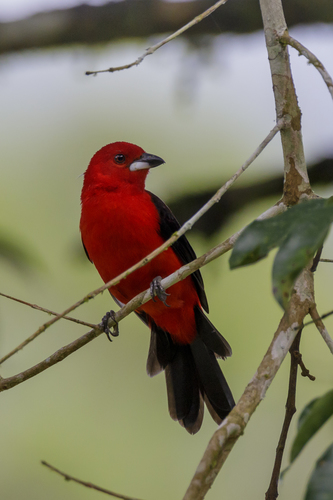 Brazilian Tanager