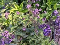 Heliotropium arborescens