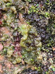 Coccomyxa