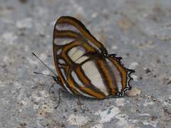 Metamorpha elissa