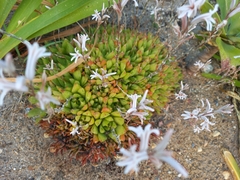 Haworthia