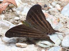 Marpesia livius