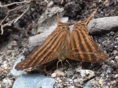 Marpesia livius
