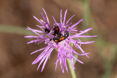 Divales bipustulatus