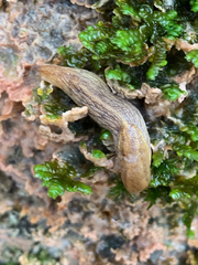 Prophysaon foliolatum