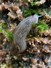 Prophysaon foliolatum
