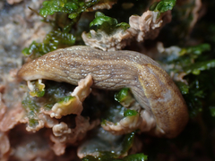 Prophysaon foliolatum