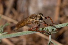 Engelepogon brunnipes