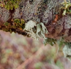 Ramalina canariensis