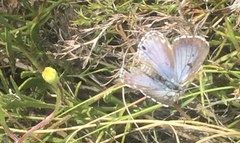 Lepidochrysops trimeni