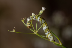 Eupithecia gueneata