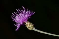 Centaurea parlatoris