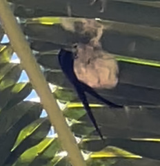 Cypsiurus gracilis gracilis