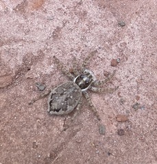 Menemerus semilimbatus