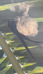 Cypsiurus gracilis gracilis