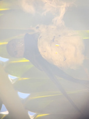 Cypsiurus gracilis gracilis