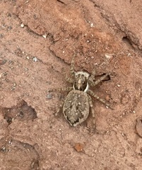 Menemerus semilimbatus