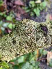 Lecanora pacifica