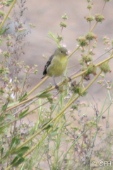 Spinus psaltria