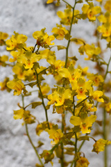 Cyrtopodium flavum