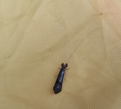 Mystacides sepulchralis