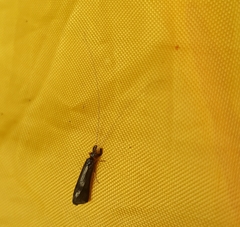 Mystacides sepulchralis