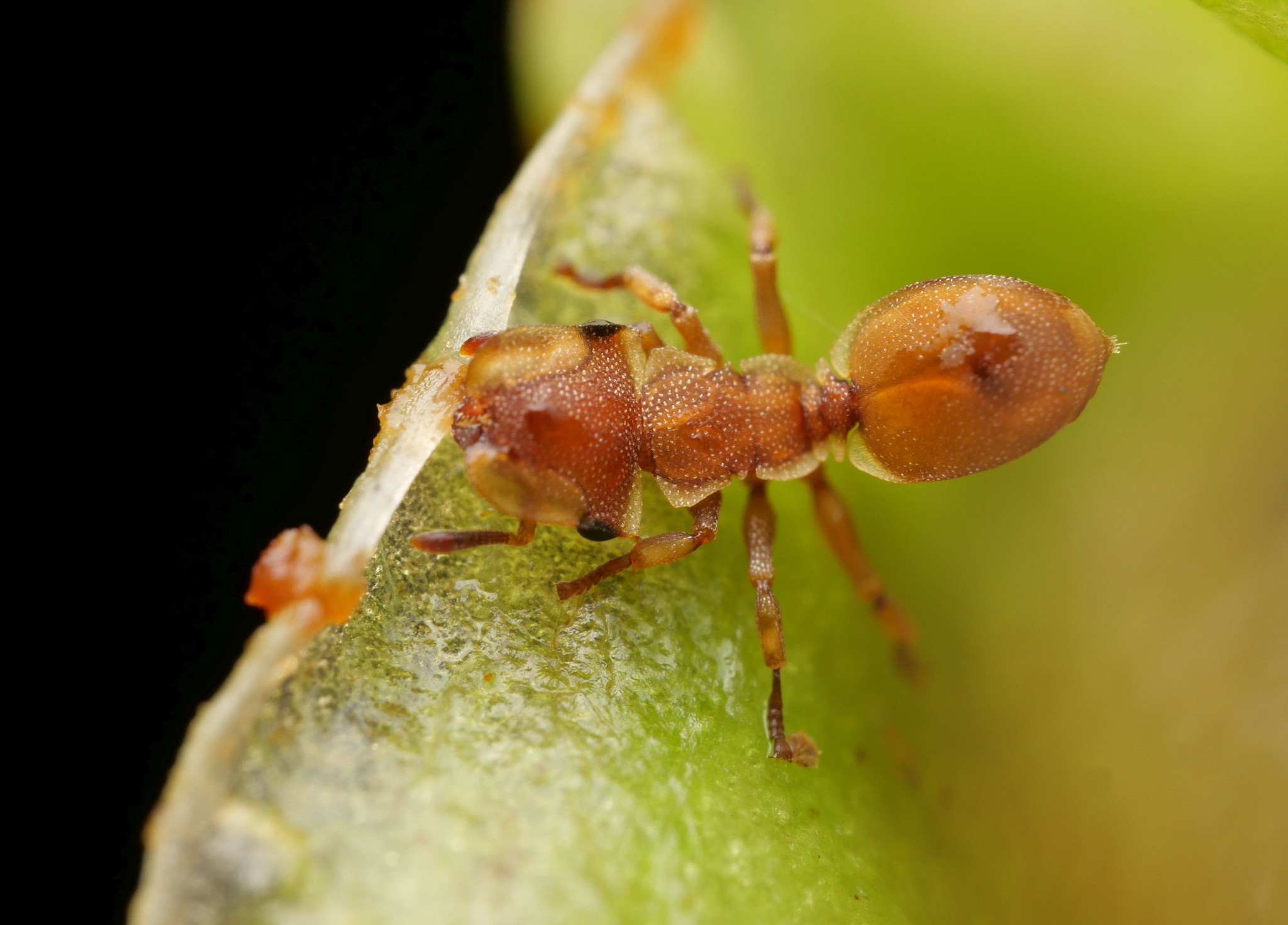 Cephalotes grandinosus
