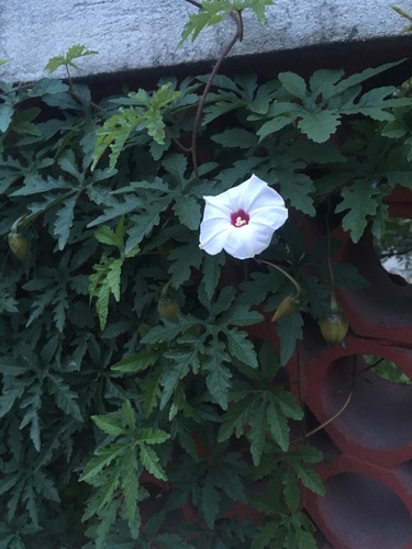 Alamo vine