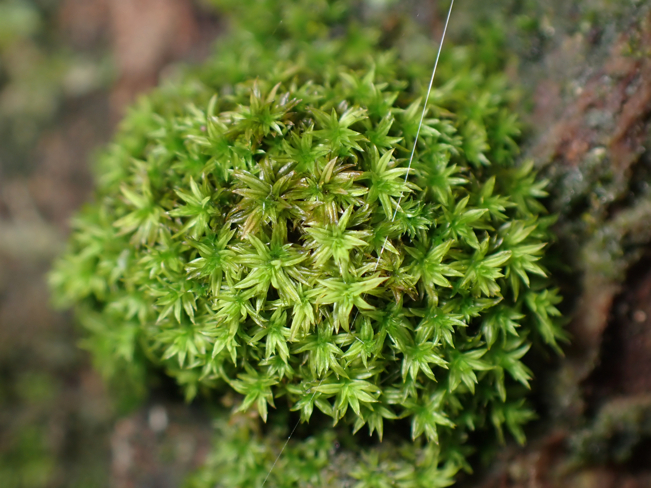 Zygodon