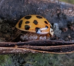 Dinocampus coccinellae paralysis virus