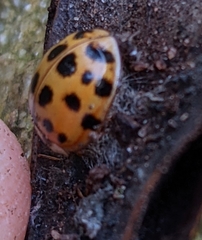 Dinocampus coccinellae paralysis virus