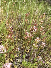 Plectritis macrocera