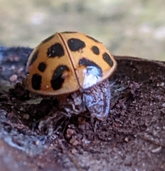 Dinocampus coccinellae paralysis virus