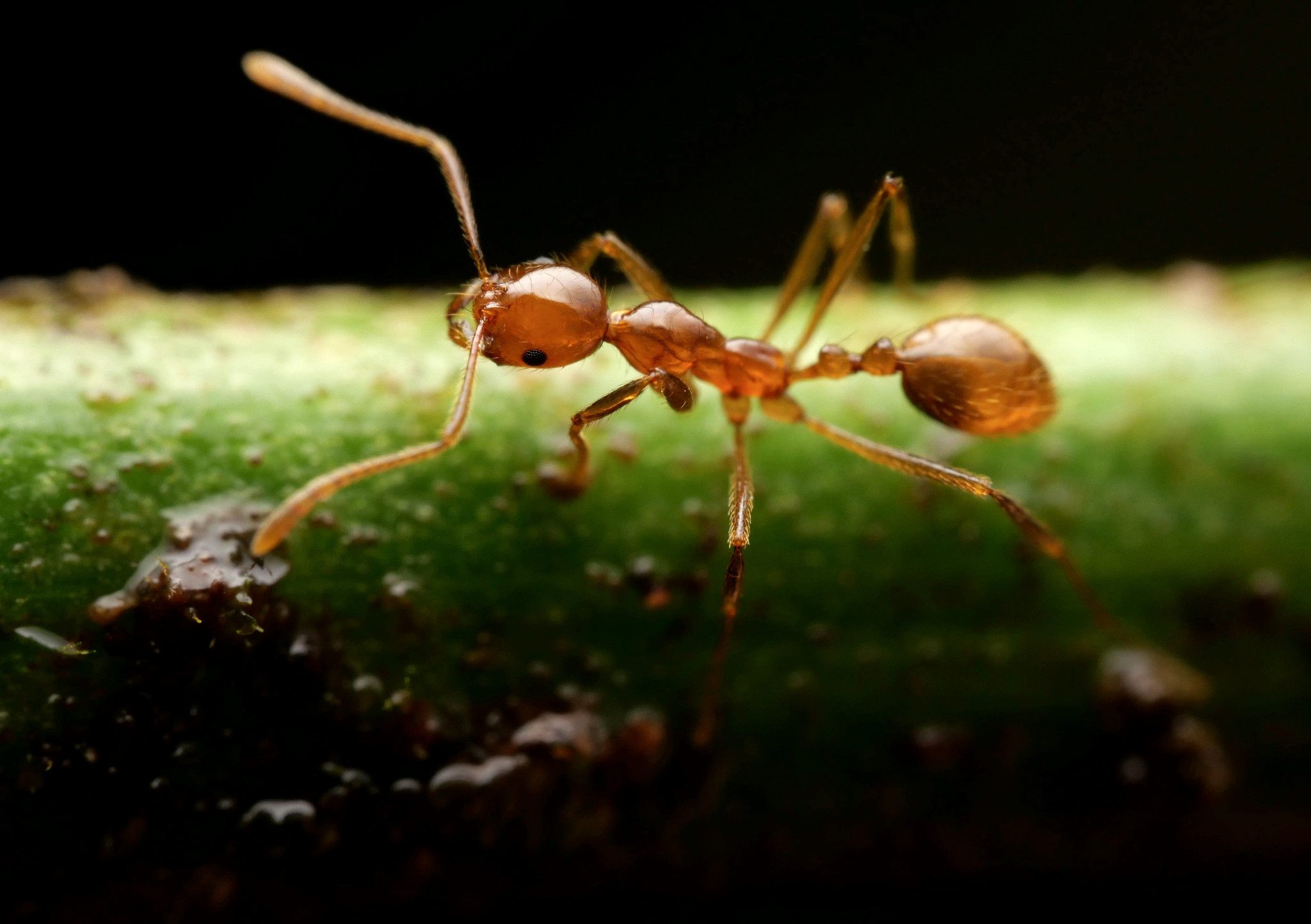 Megalomyrmex modestus