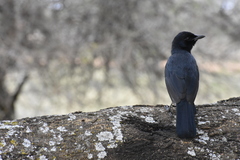 Laniarius funebris