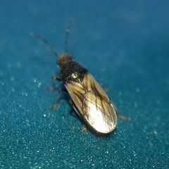 Metopoplax origani