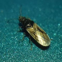 Metopoplax origani