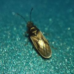 Metopoplax origani