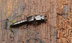 Osoriinae