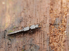 Osoriinae