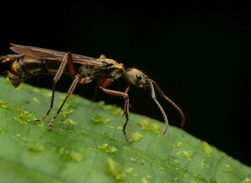 Neoponera bugabensisNeoponera bugabensis