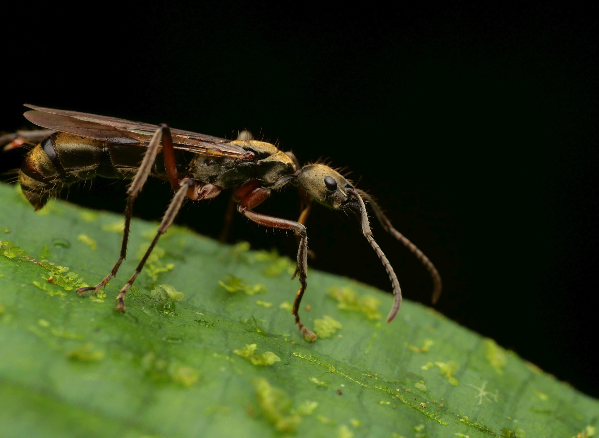 Neoponera bugabensis